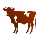 Cattle